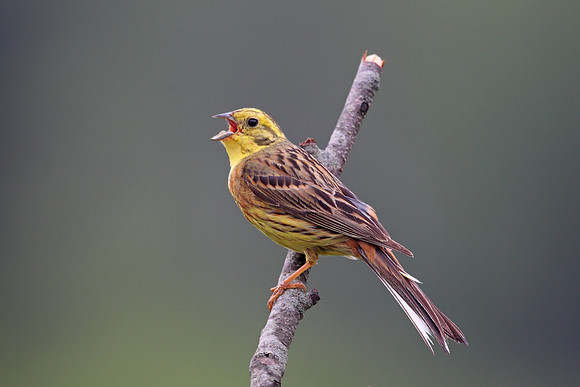 Yellowhammer
