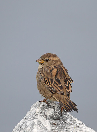 House Sparrow