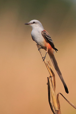 Scissor-tailed Flycatcher