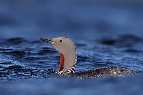 Red-throated Diver