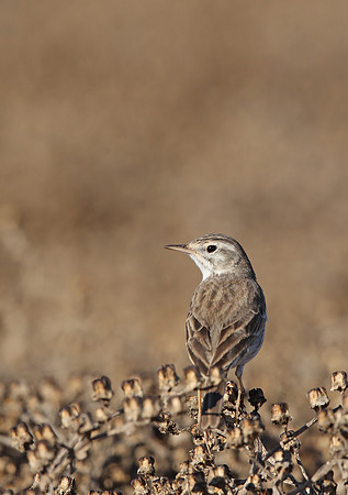 Berthelot's Pipit