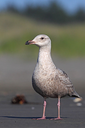 ​Glaucous-winged Gull