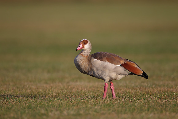 Egyptian Goose