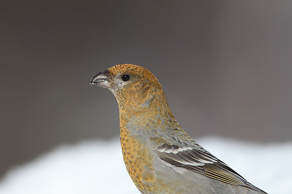 Pine Grosbeak