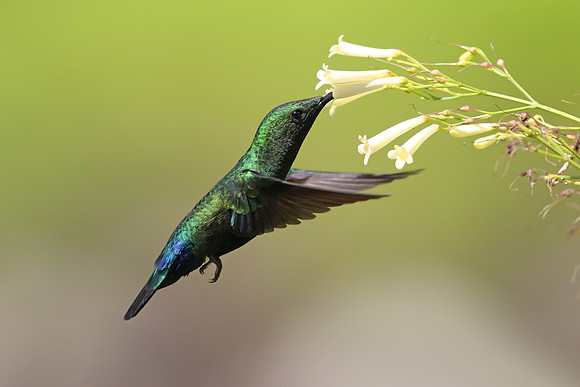 Green-throated Carib