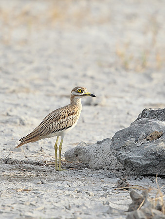 Stone-curlew