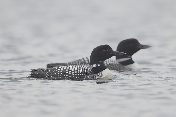 Great Northern Diver