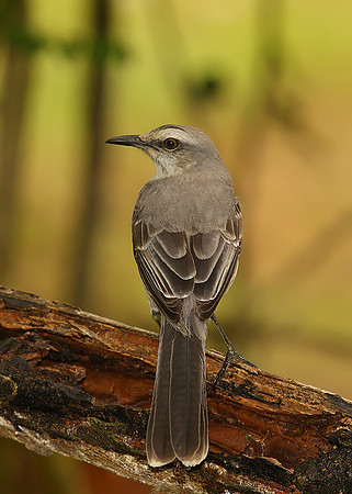 Tropical Mockingbird