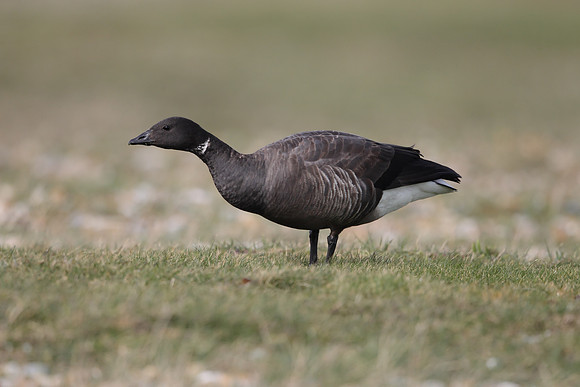 Brent Goose