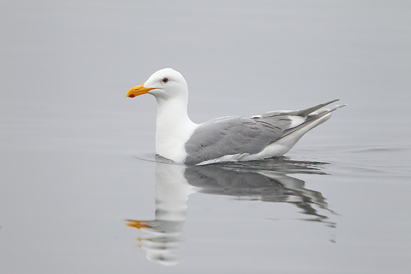 Glaucous-winged Gull