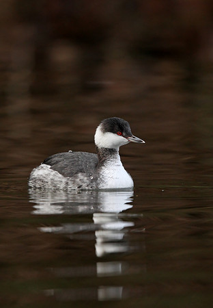 Slavonian Grebe