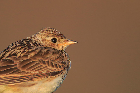 Skylark