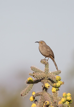 Curve-billed Thrasher