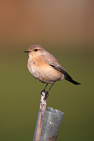 Desert Wheatear