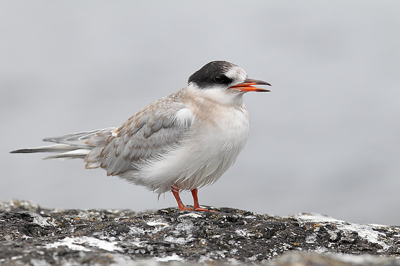 Arctic Tern