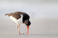American Oystercatcher