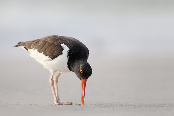 American Oystercatcher