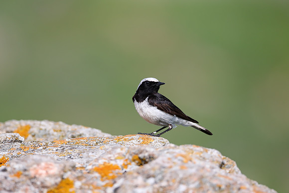 Pied Wheatear