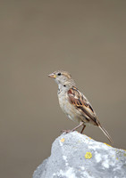 House Sparrow