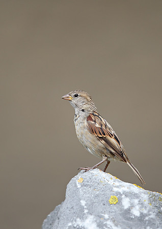 House Sparrow