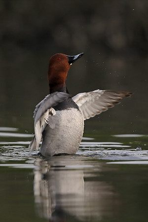 Pochard