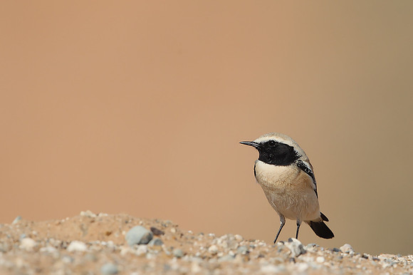 Desert Wheatear