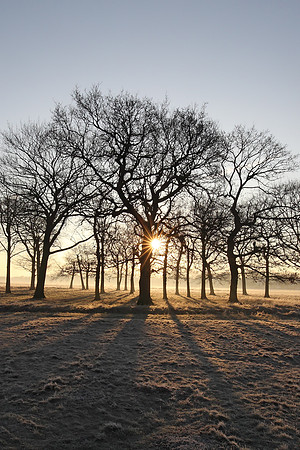 Wanstead Flats