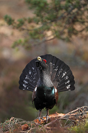Capercaillie