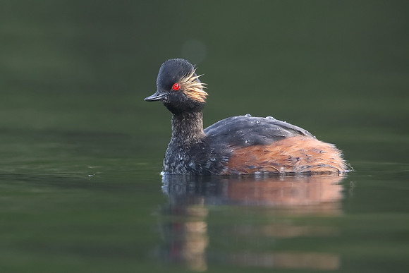 Black-necked Grebe