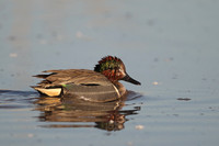 Green-winged Teal