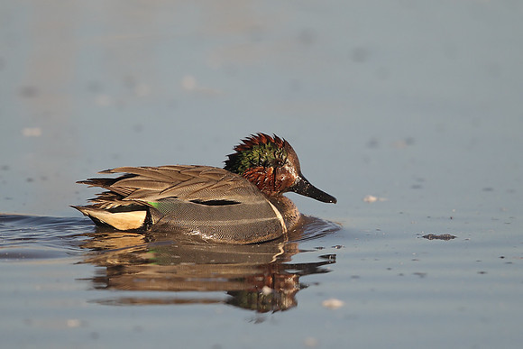 Green-winged Teal