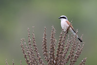 Red-backed Shrike