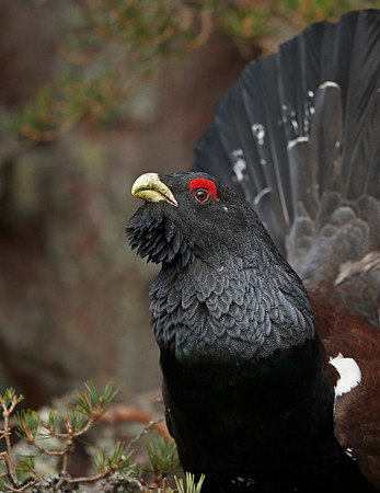 Capercaillie