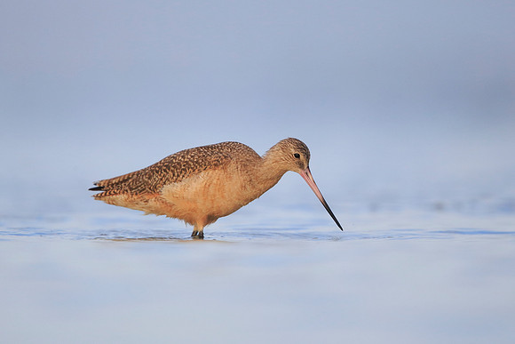 Marbled Godwit