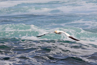 Gannet