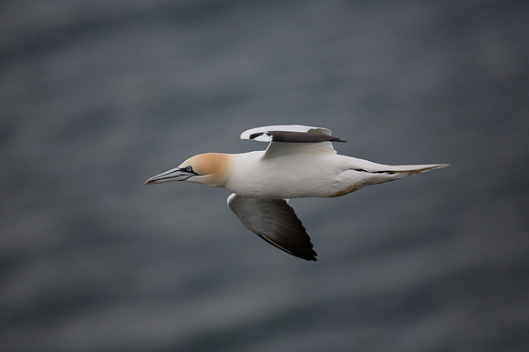 Gannet