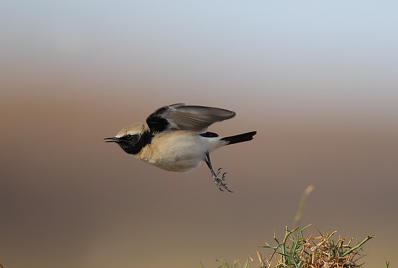 Desert Wheatear