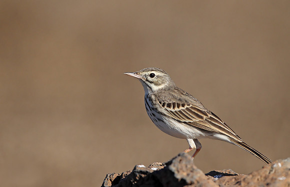 Berthelot's Pipit