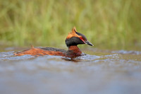 Slavonian Grebe