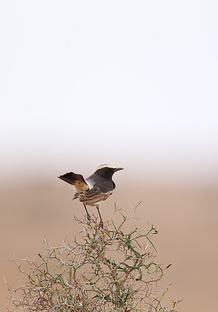Red-rumped Wheatear