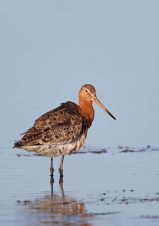 Black-tailed Godwit