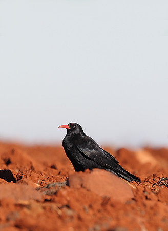 Chough