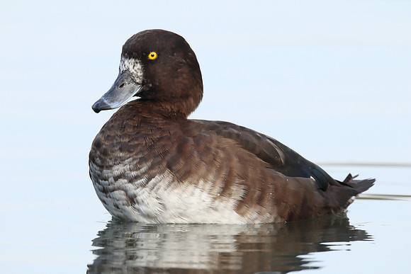 Tufted Duck