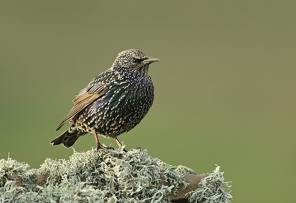Starling