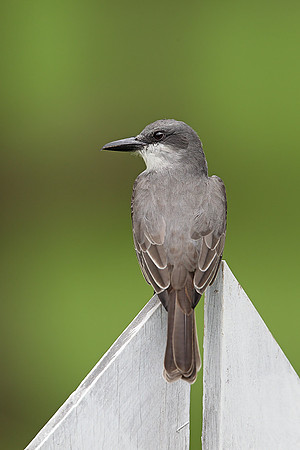 Grey Kingbird