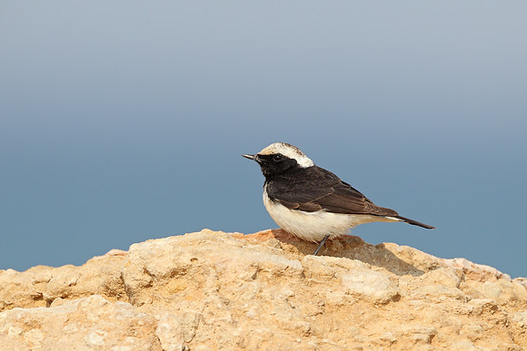 Cyprus Pied Wheatear