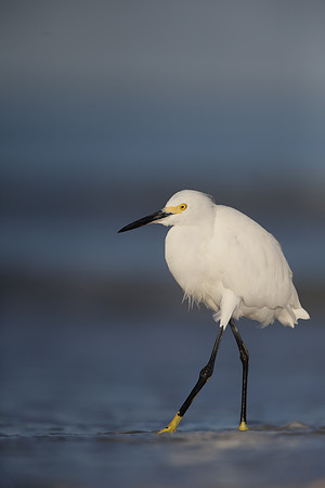 Snowy Egret