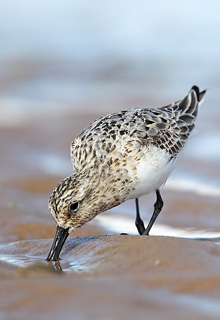 Sanderling