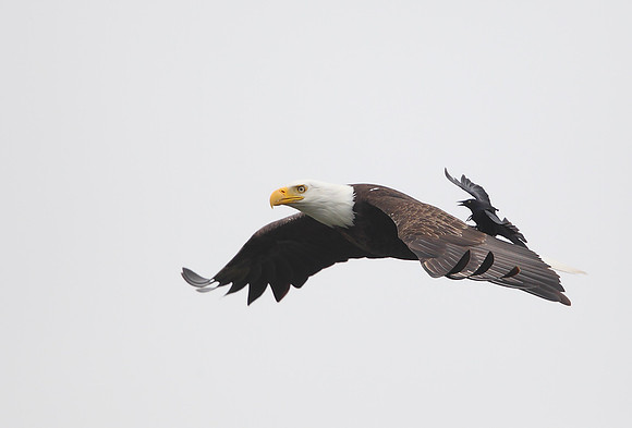 Bald Eagle