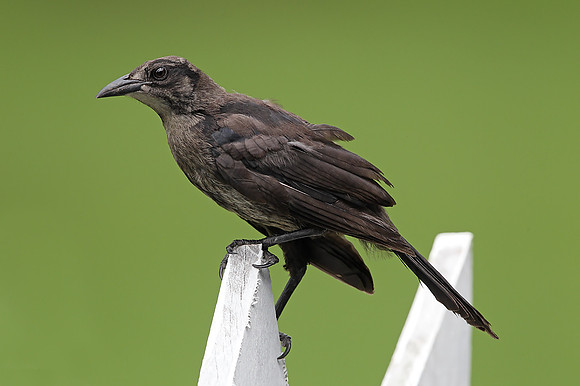 Carib Grackle